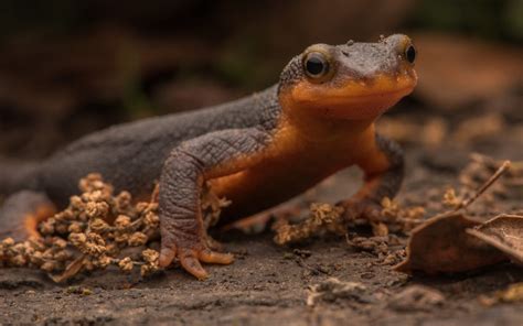 Newt .